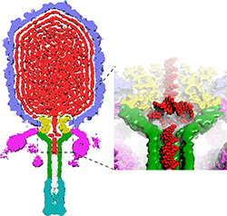 Tightly wound viral DNA in a bacteriophage (UCSD)