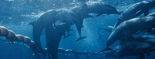 Golfinhos e as redes de cerco. Foto do Scripps Institution of Oceanography/UC San Diego