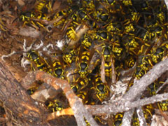 Photo of Yellowjacket wasps