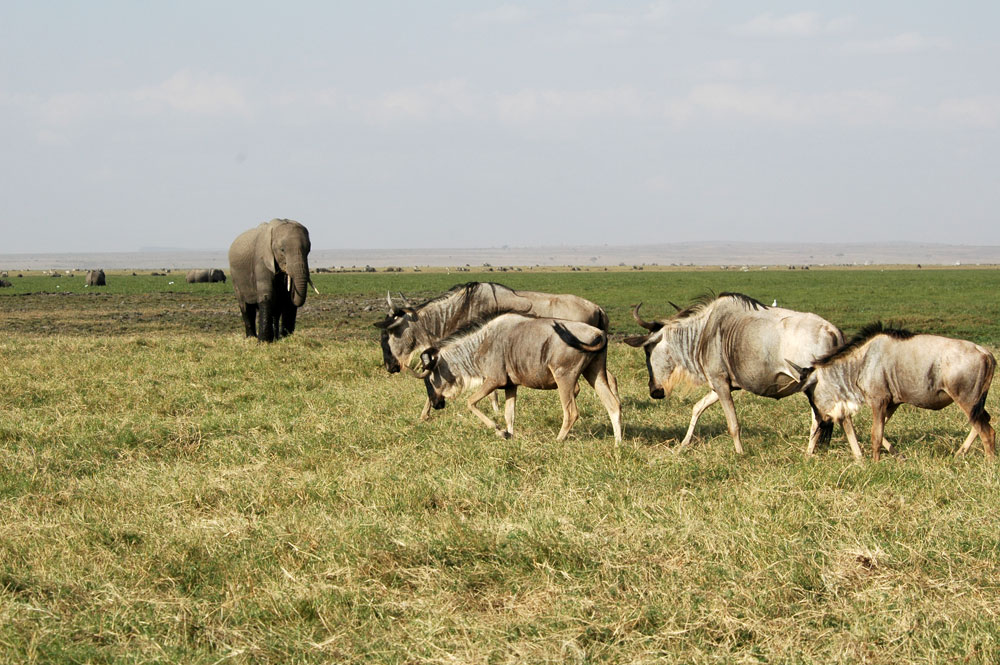 kenya animals elephants. National Parks in Kenya Not