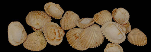 Photo of Venus clams