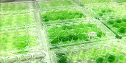 Algal Biofuels Research