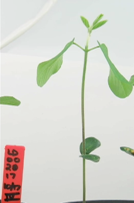 Soybean Plant Video