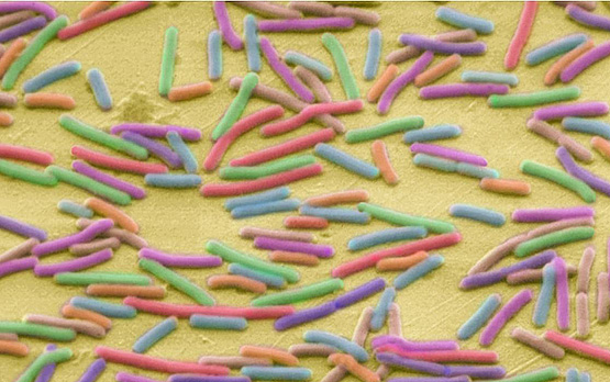  E. coli bacteria