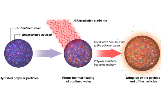 <p>In this schematic representation, a hydrated polymeric nanoparticle is exposed to near-infrared light. The NIR heats pockets of water inside the nanoparticle, causing the polymer soften and allowing encapsulated molecules to diffuse into the surrounding environment.</p>