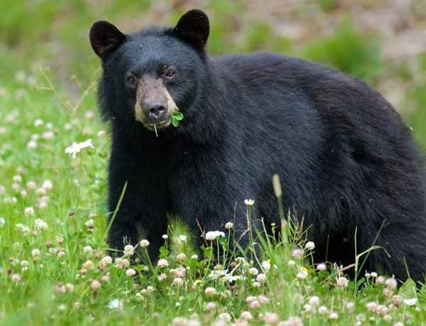 Study Finds Black Bears in Yosemite Forage Primarily on Plants and Nuts