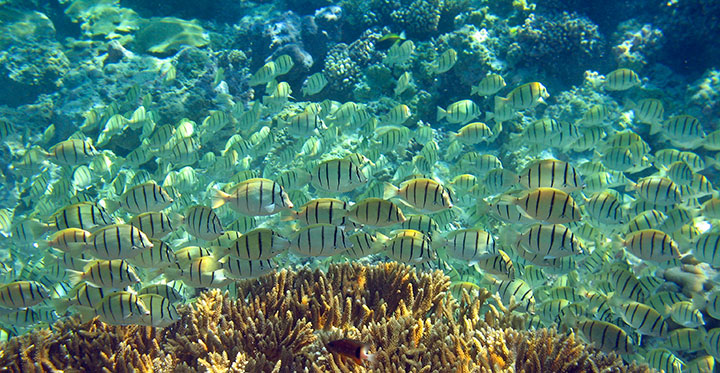 Coral Gardens: A school of surgeonfish cruise coral reefs near Palmyra Atoll. Photo: UCSD