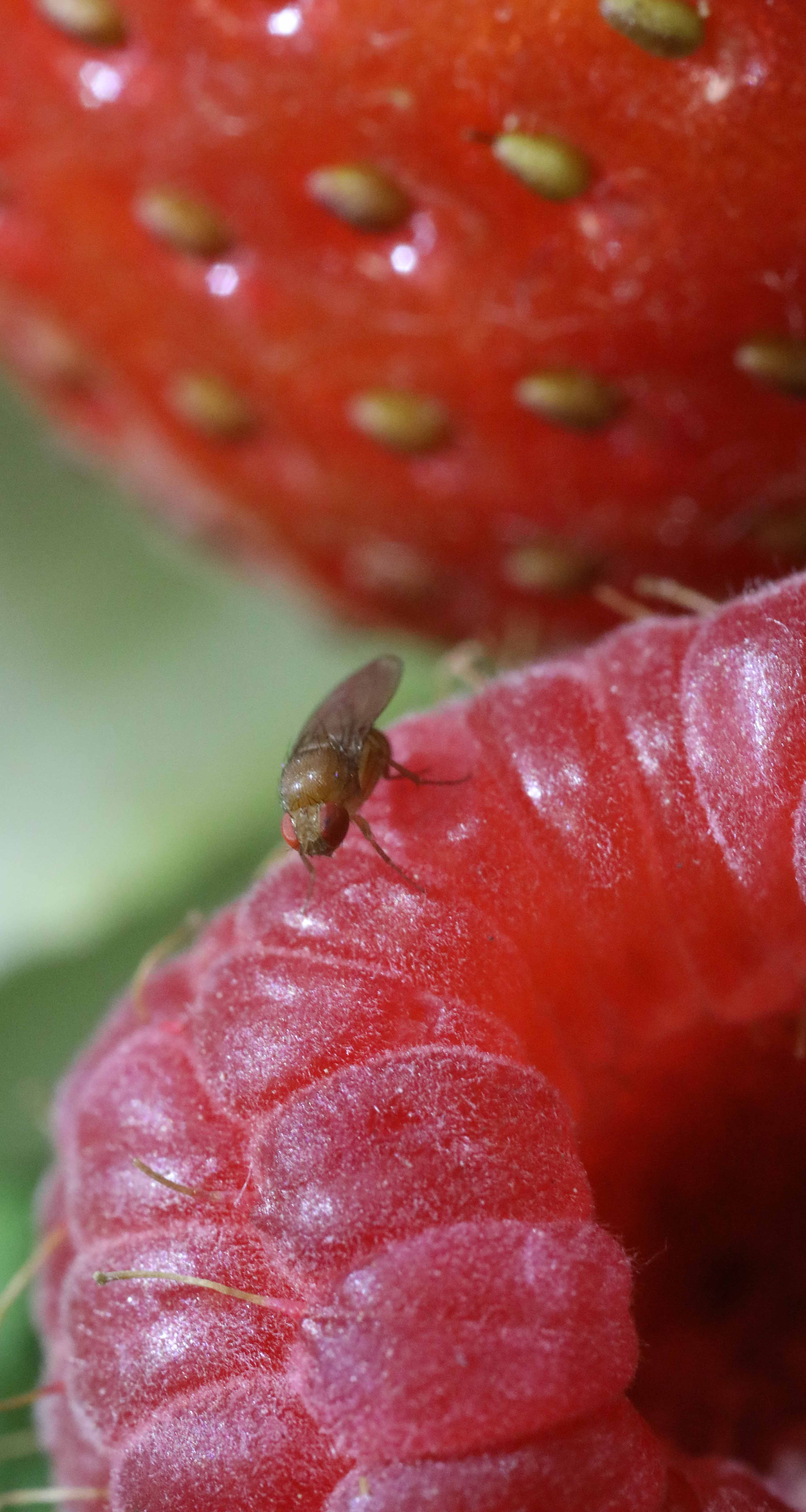 Spotted-wing drosophila on fruit