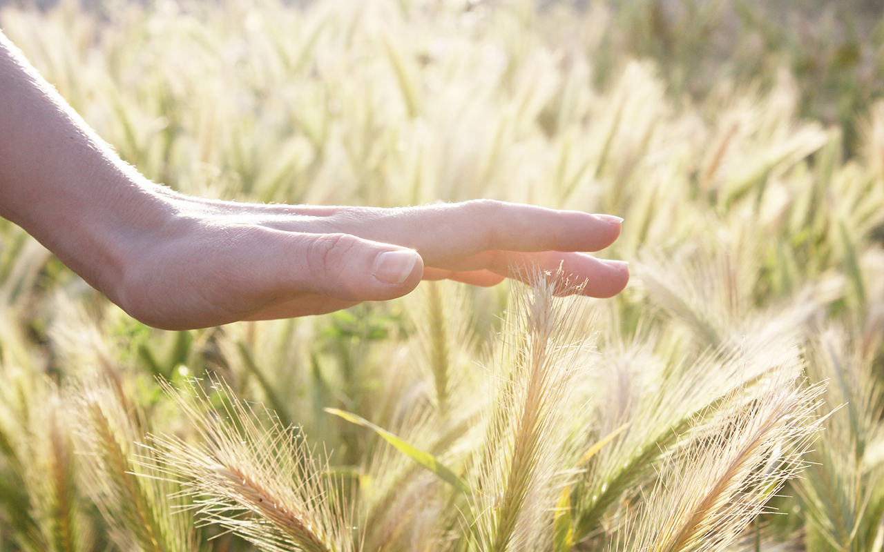 Hand touching wheat stalks