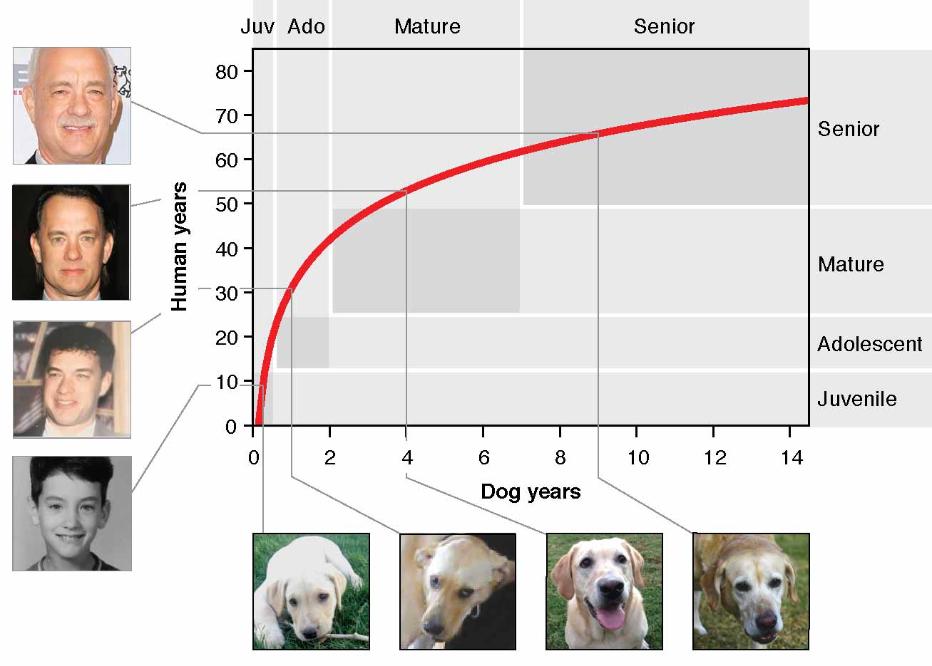 Better Dog Age Method