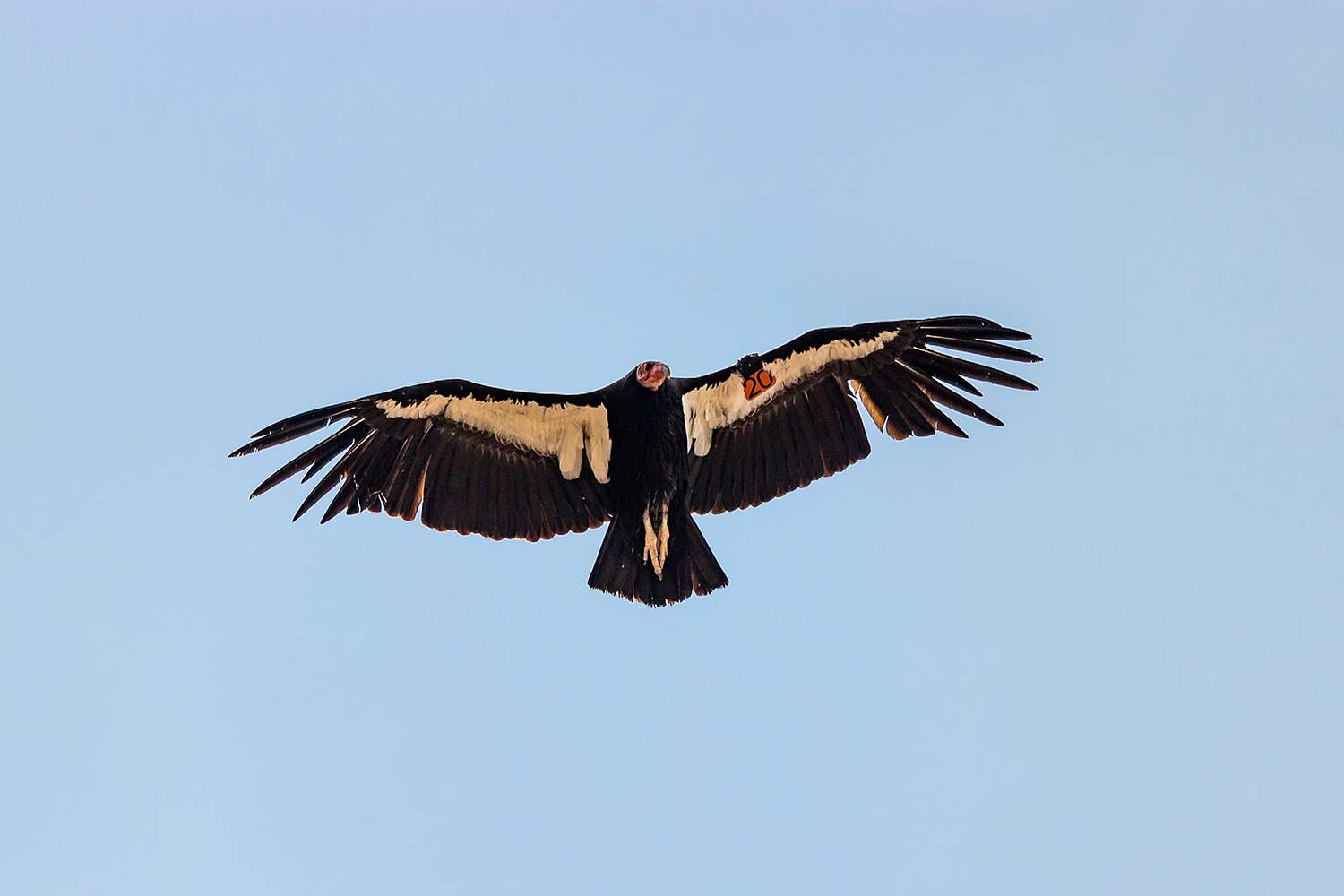 Condor airborne in the third dimension.