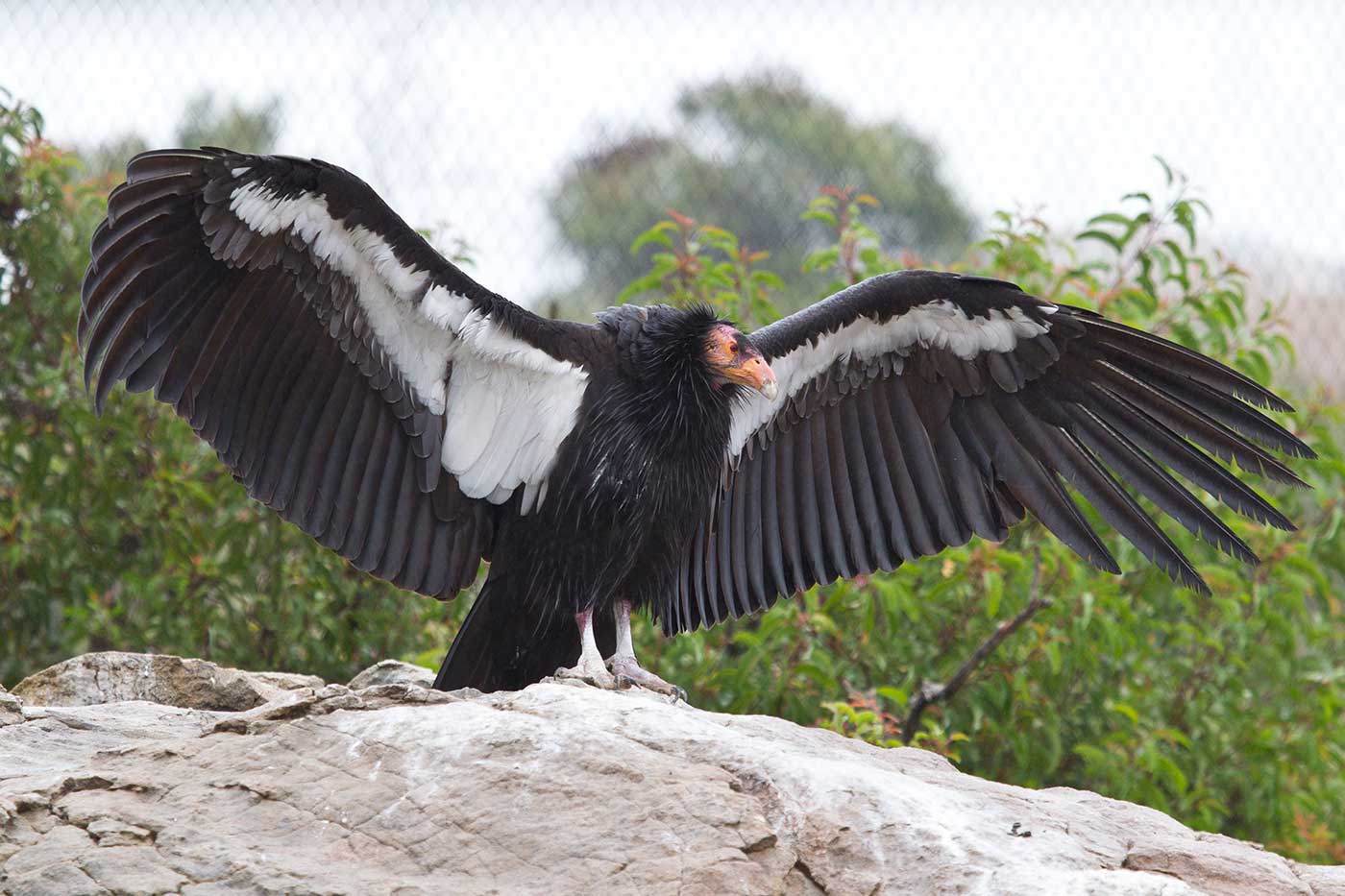 Condor at rest, wings spanned.