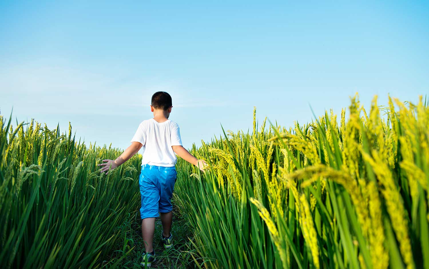 Child in crop field.
