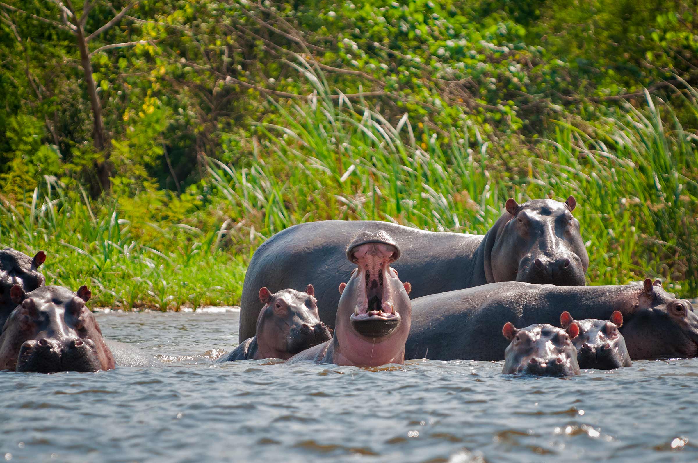 UC San Diego biologists studying pablo escobar hippos