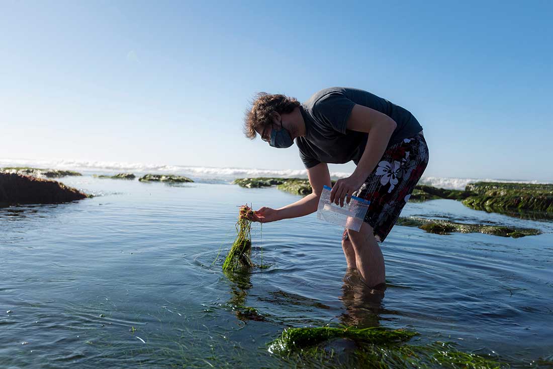 Scripps Oceanography postdoctoral scholar Immo Burkhardt sifts through seagrass.