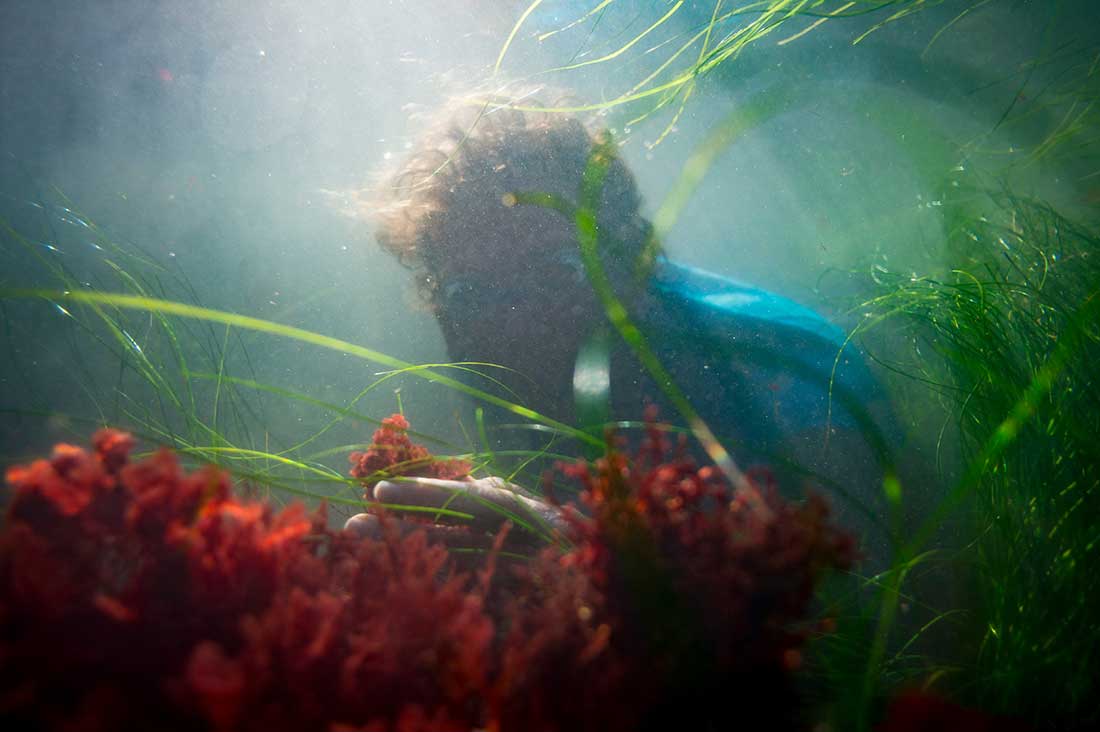 Scripps Oceanography scientist Bradley Moore searches for seaweed underwater.