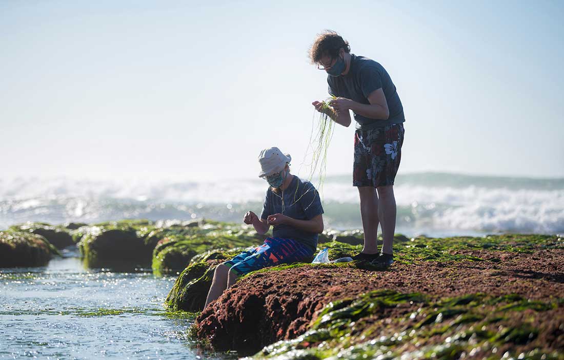 Tristan de Rond and Immo Burkhardt search for red seaweeds.