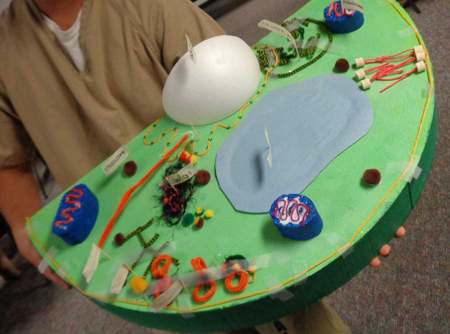 Student displays a model of a plant cell.