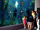 Photo of families at the Birch Undergrounad Aquarium