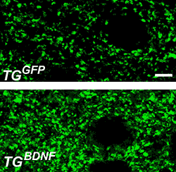 Illustration of an increase in synapses between neurons after BDNF treatment in the AD mouse model