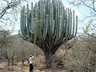Columnar Cacti (Photo / Arturo Anaya)