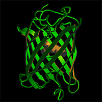 Photo of Green Flourescent Protein