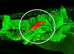 Zebrafish model of atherosclerosis caused by high-cholesterol diet