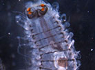 Photo of Fireworms