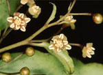 Photo of the most primordial of flowering plants, Amborella