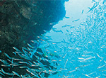 Photo of fish in the sea