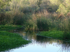 Photo of San Diego River