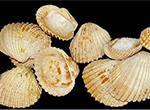 Photo of sea shells