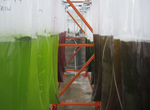 Algae Bags
