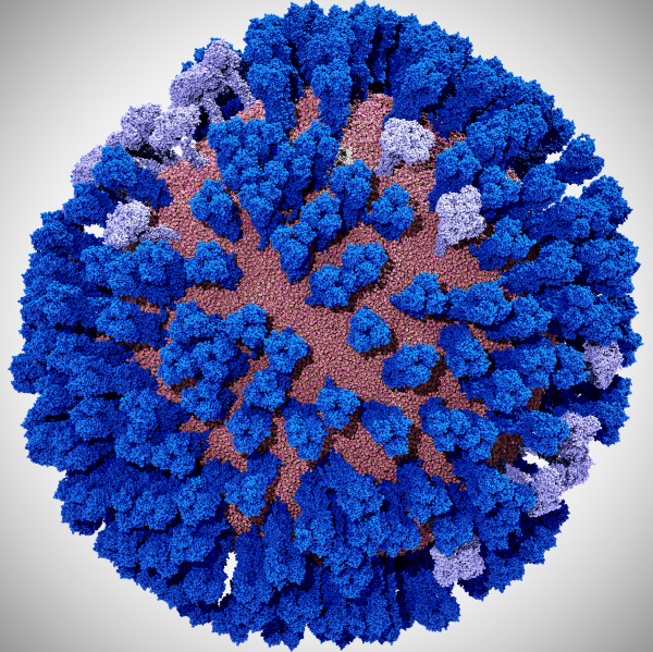 Mesoscale simulations enhance conformational sampling of the viral glycoproteins. This image shows a fully intact all-atom model of the influenza A H1N1 2009 (pH1N1) viral envelope, containing over 160 million atoms, without explicit water molecules.
