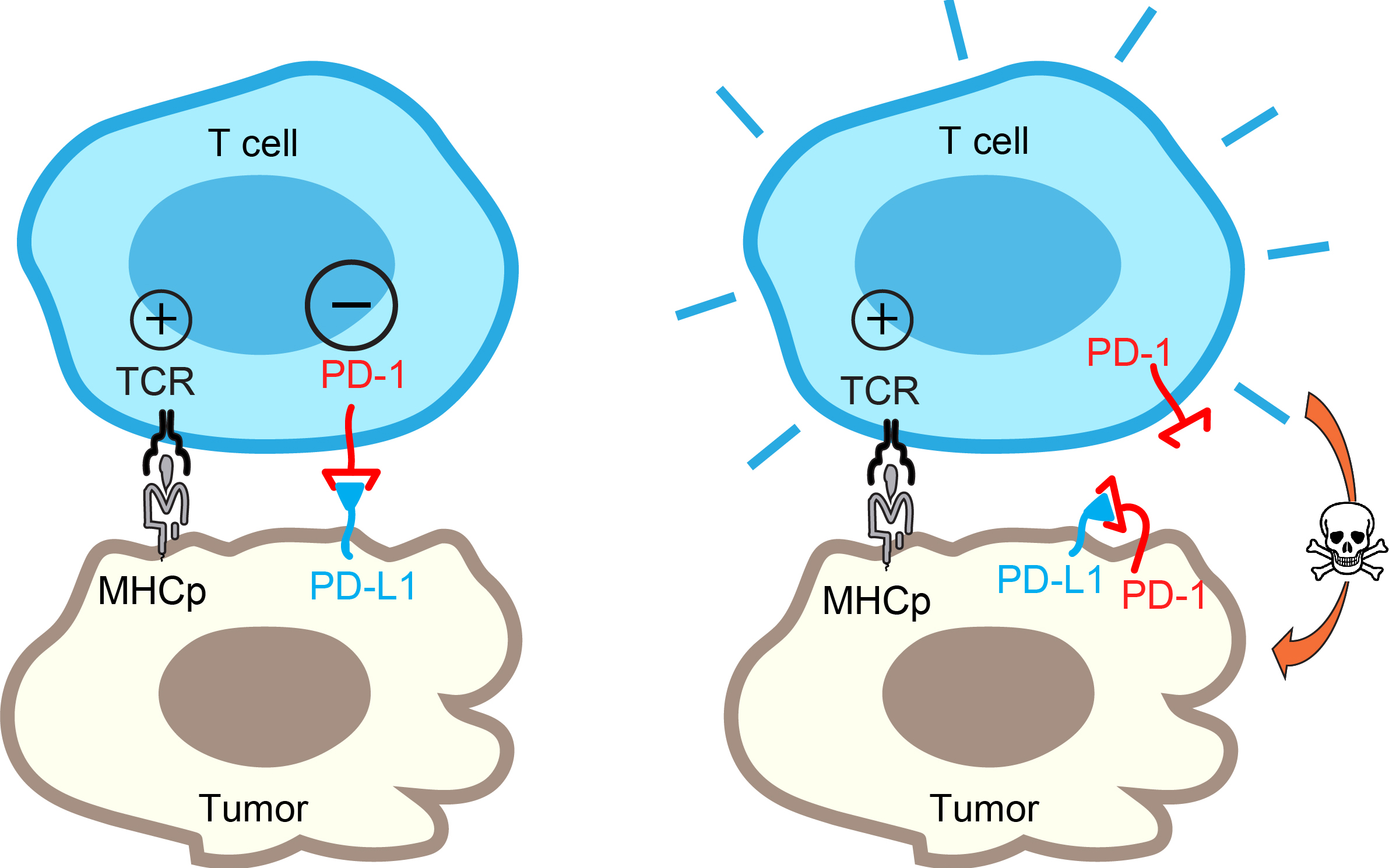 Tumor cells apply a molecular brake on themselves