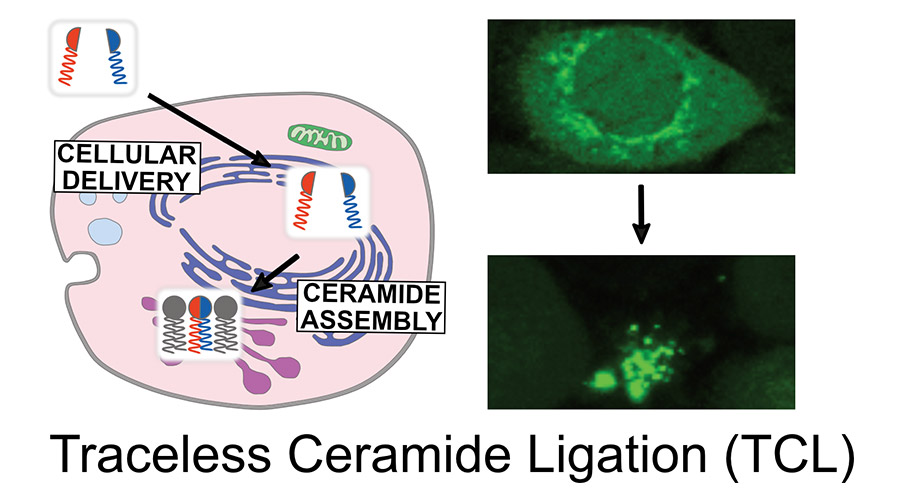 Graphic (left) depicts the general process of applying TCL to a cell; images (right) exhibit generated ceramides applied to trigger cell death. Images courtesy of Neal Devaraj