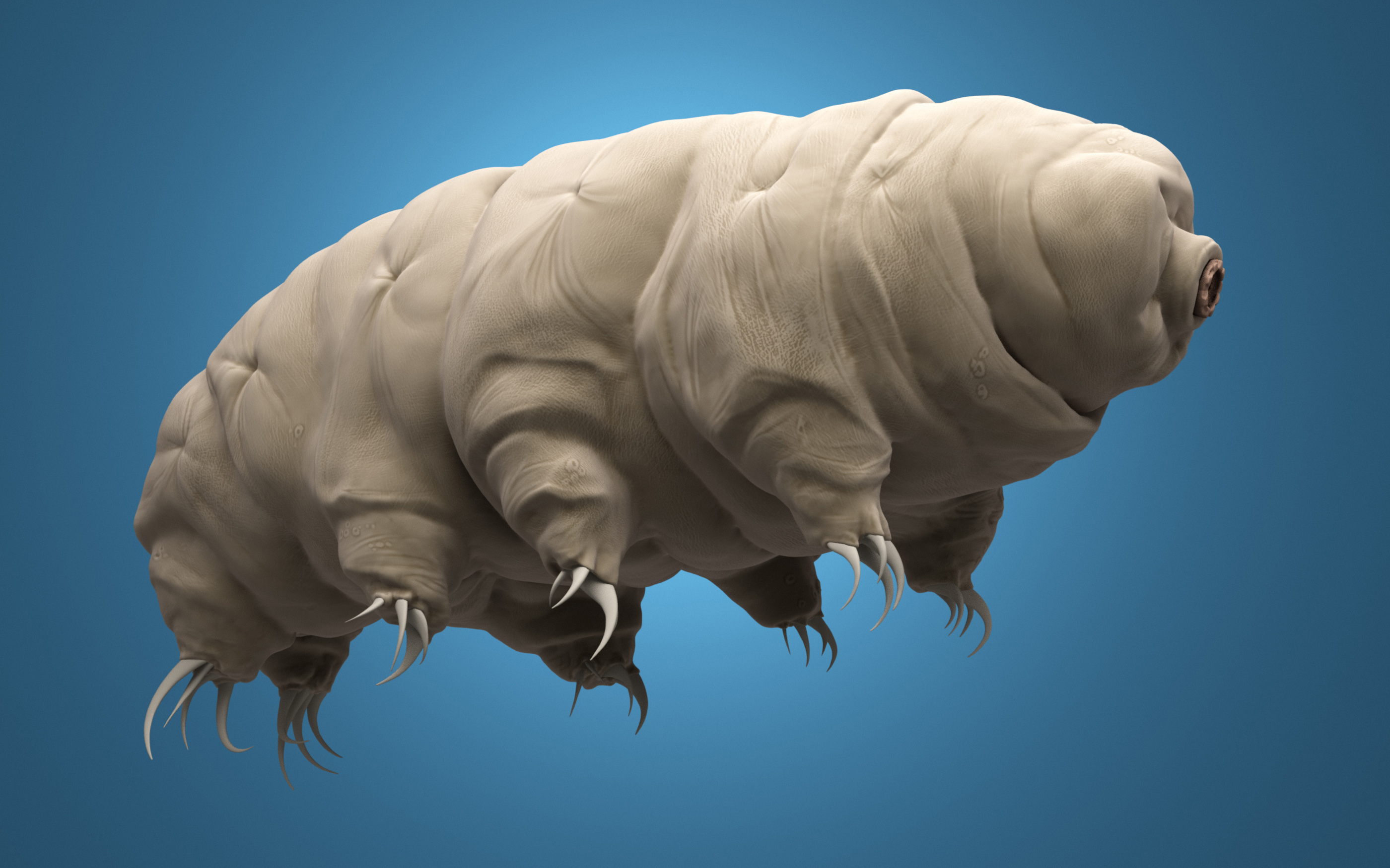 A tardigrade, or 