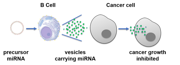 B cells graphic