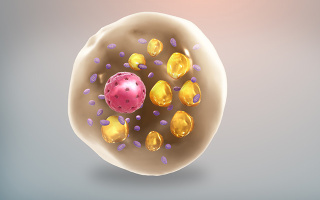 Newswise: 2021_10_27_brown_fat_cell_sci-animations.jpg