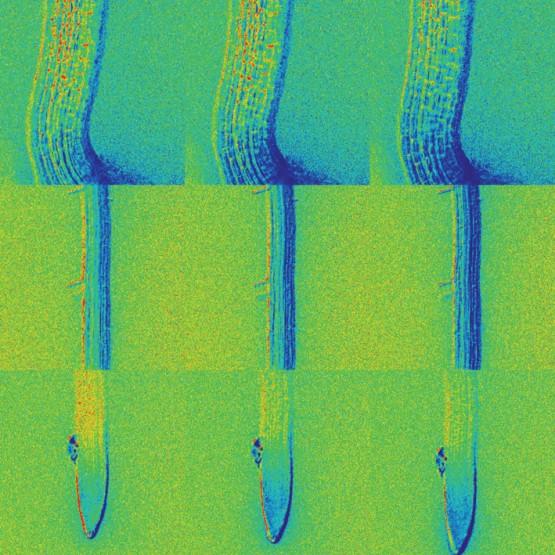 <p>Time sequence shows how mustard seedlings take up and distribute ABA  through roots and other parts of the plant during germination. Credit: Rainer Waadt, UC San Diego</p>