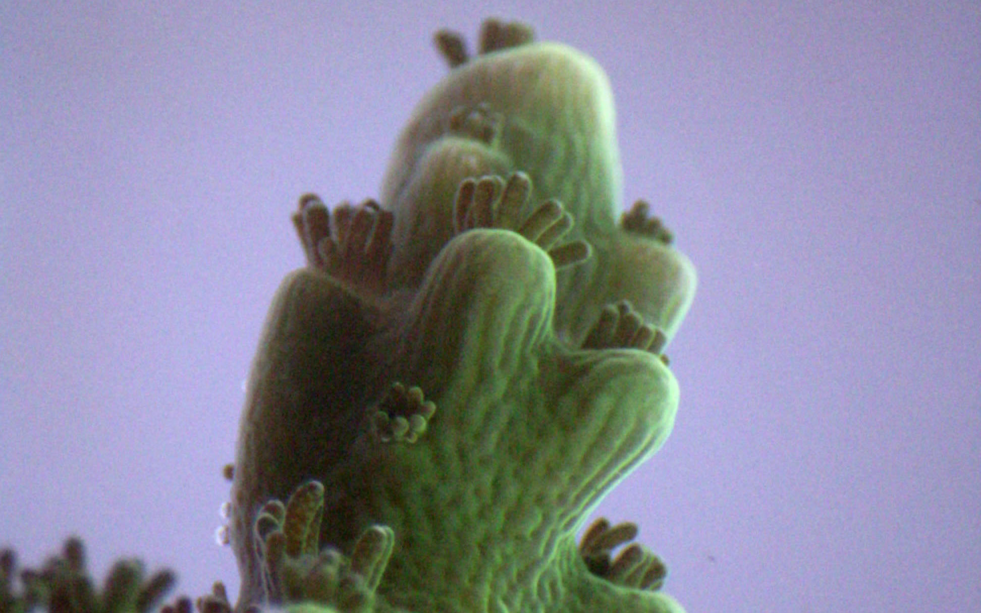 A branching Acropora yongei coral. This 40x magnified image was captured using a handheld digital microscope. Credit: Agnus Thies. 