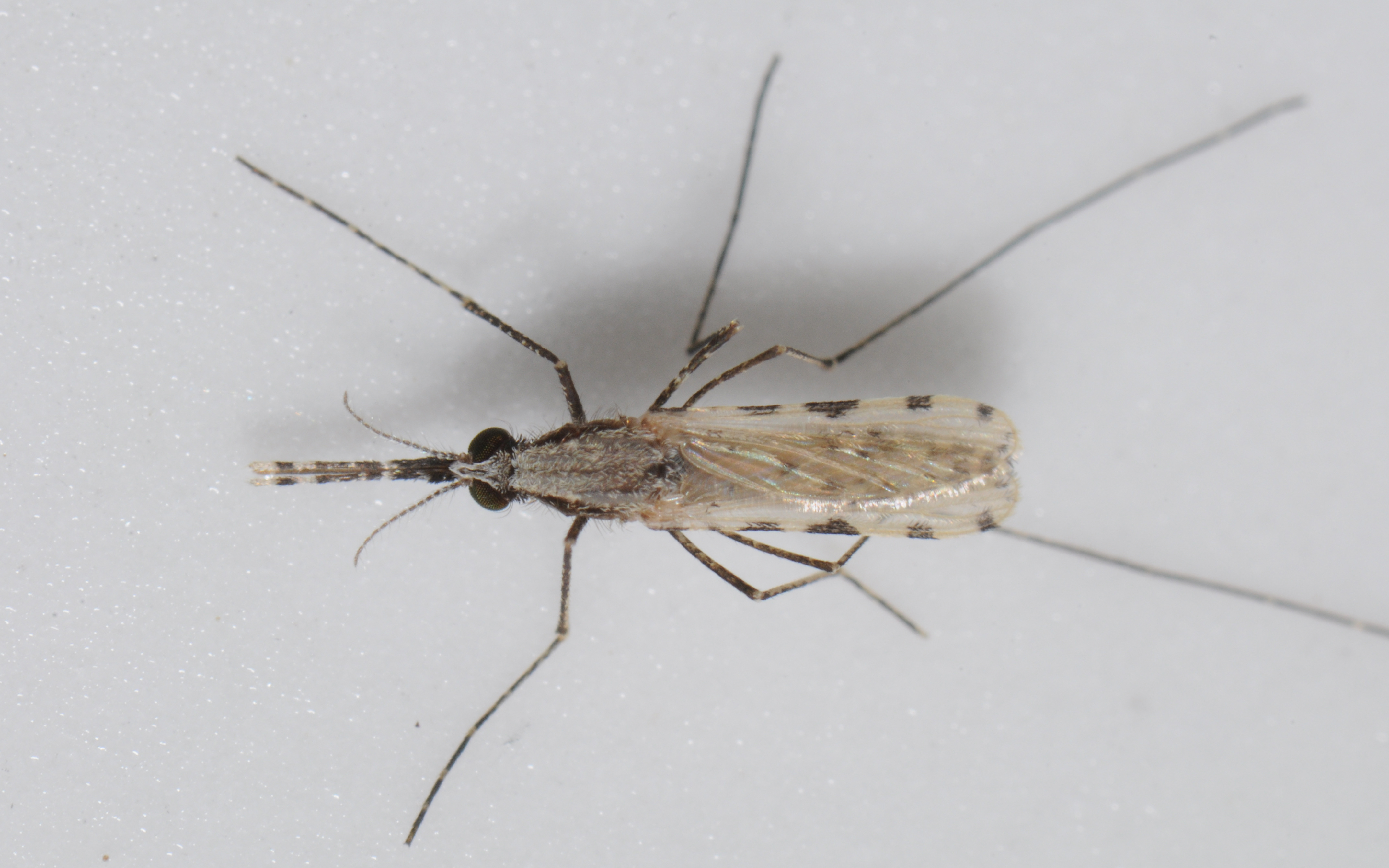 Newswise: Researchers Unveil Detailed Genome of Invasive Malaria Mosquito