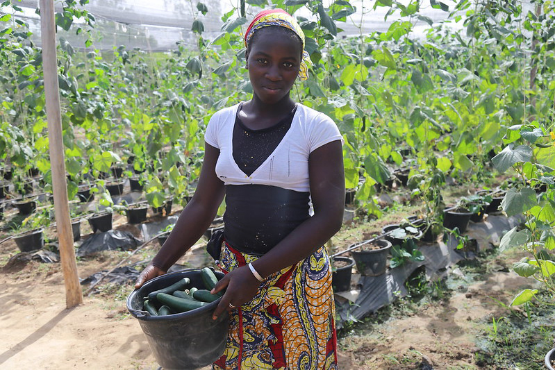 Malian local greenhouse production of food crops, including tomatoes, cucumbers, papayas, melons, and peppers. 