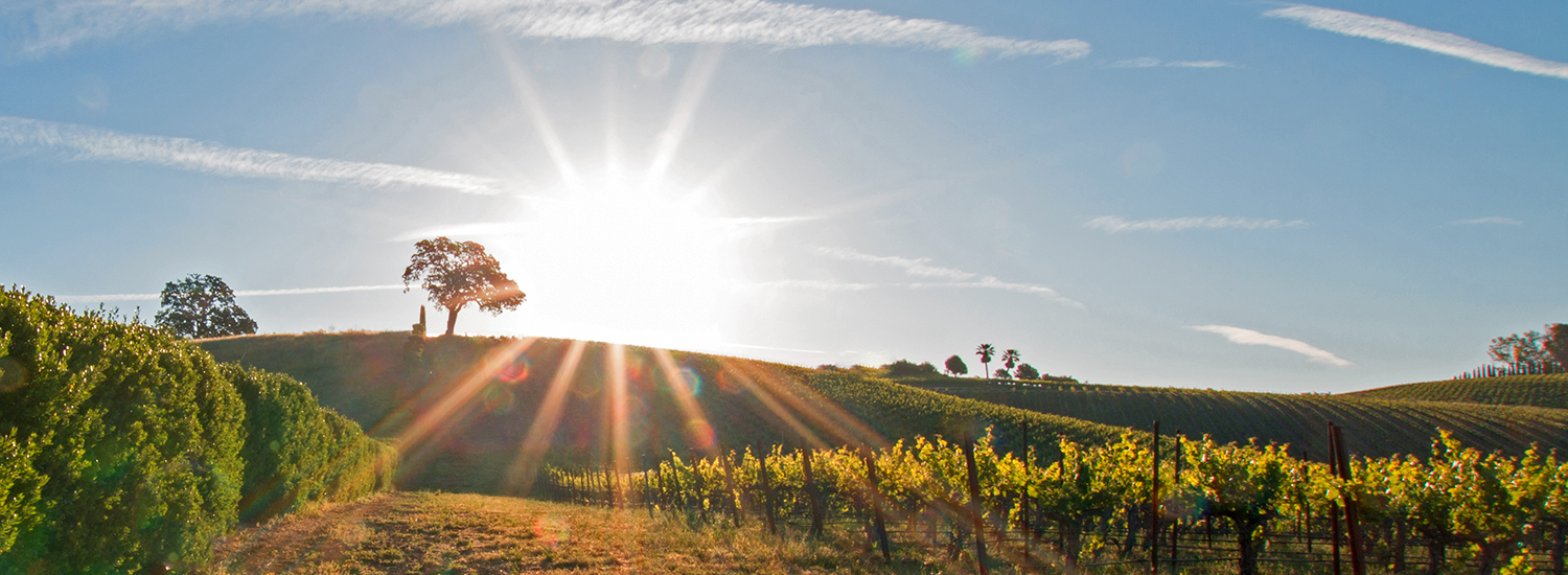 Sunrise over California vineyard