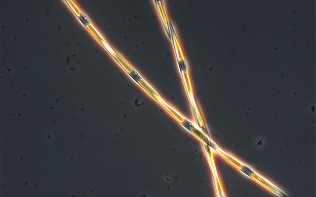 Microscopic view of domoic acid producing Pseudo-nitzschia diatom