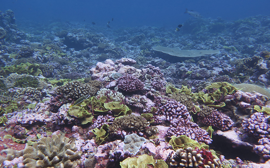 An image of a recovered coral reef from the Palmyra Atoll, showing green and pink reef-building corals and other calcifying organisms. 