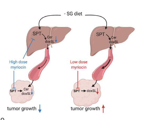 Newswise: Flipping a metabolic switch to slow tumor growth