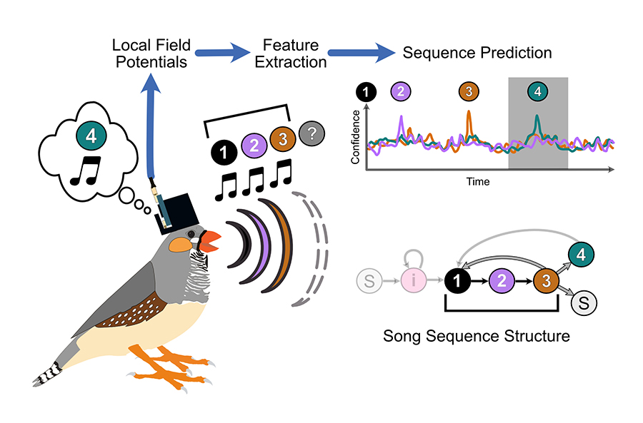 Newswise: Decoding birds’ brain signals into syllables of song