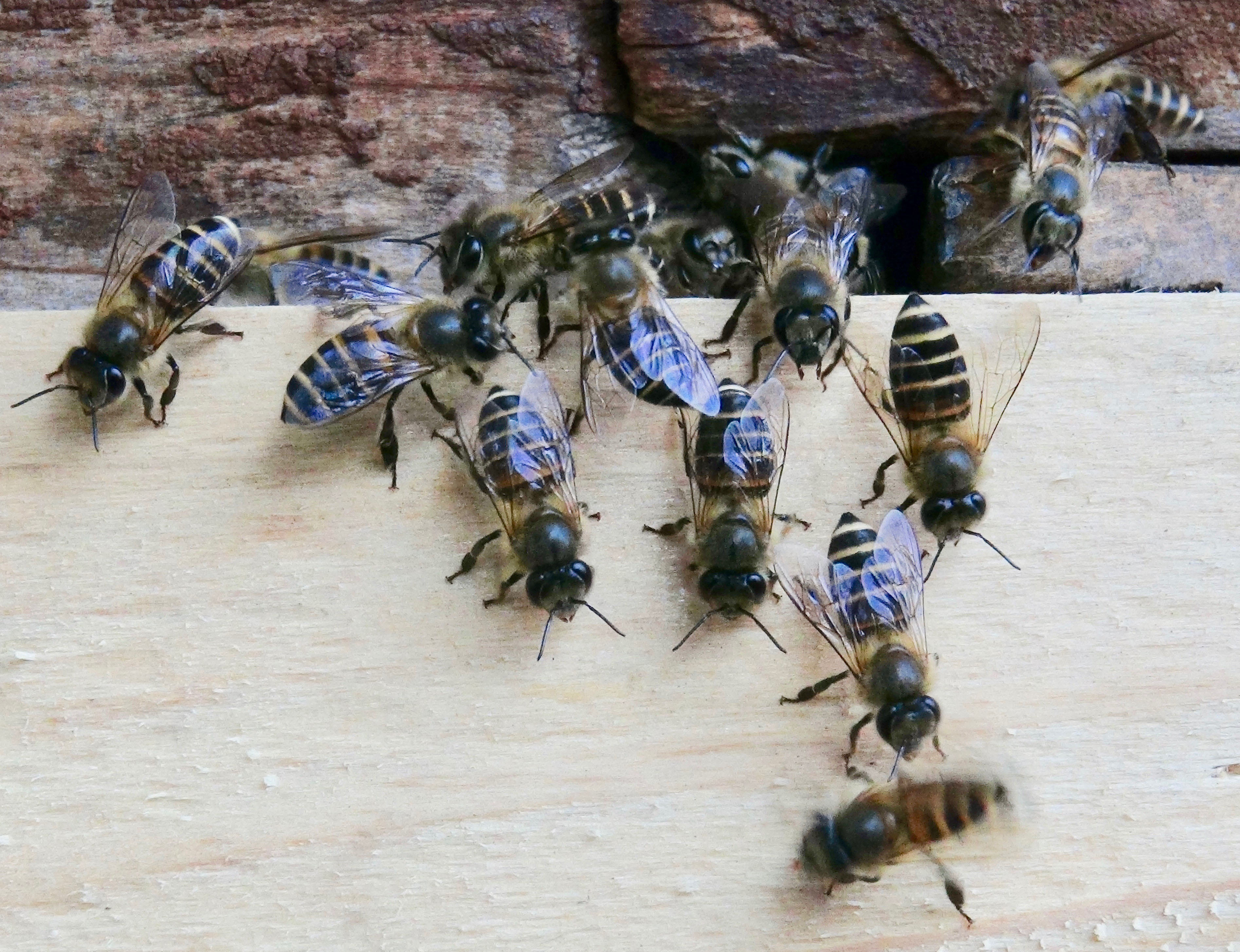 Newswise: I See You: Honey Bees Use Contagious and Honest Visual Signal to Deter Attacking Hornets