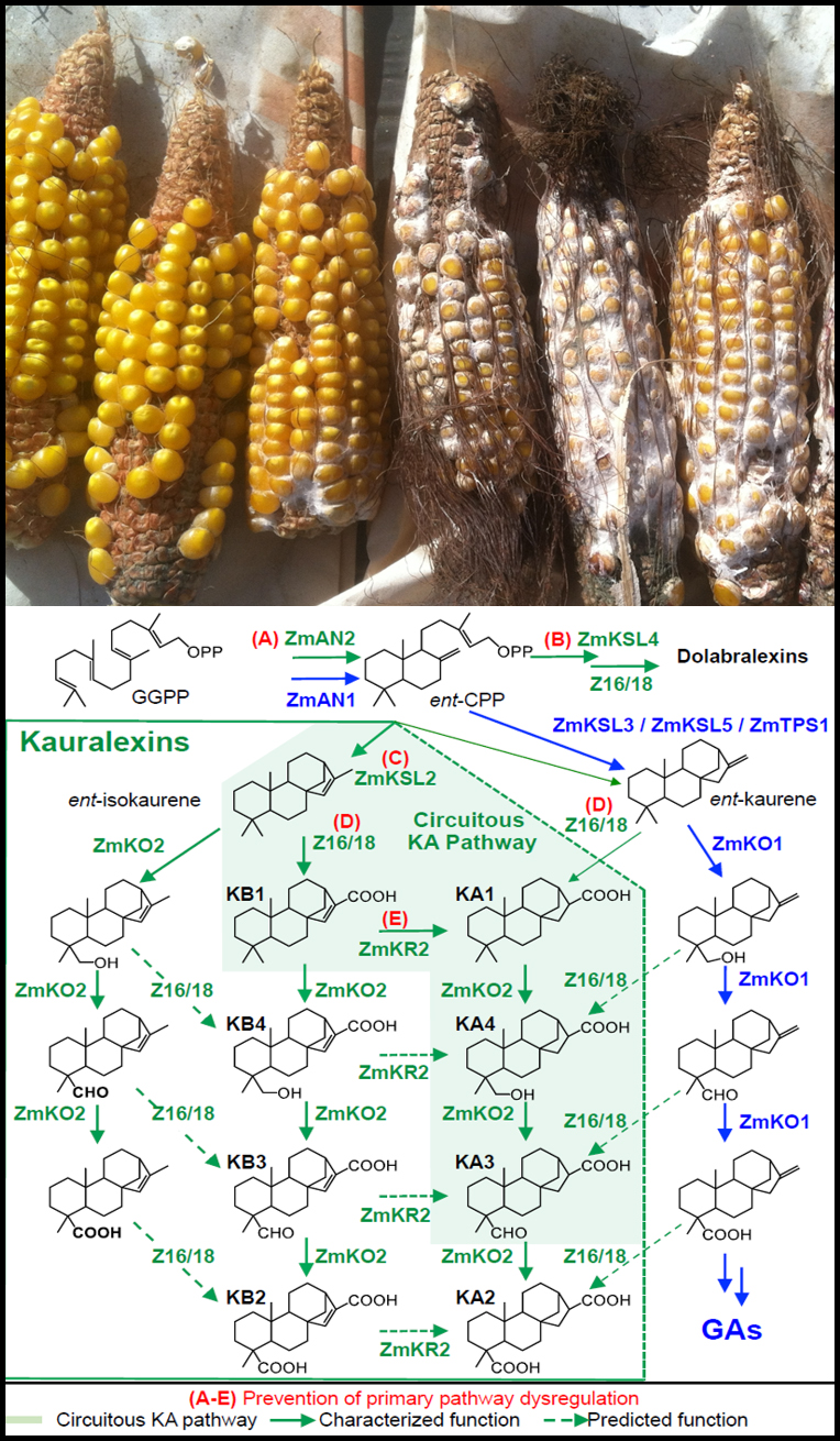 Newswise: Biologists Untangle Growth and Defense in Maize, Define Key Antibiotic Pathways